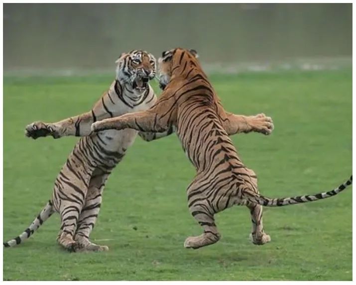 开云体育在线-包含红蓝攻防交锋，国内豪门争霸激烈角逐的词条