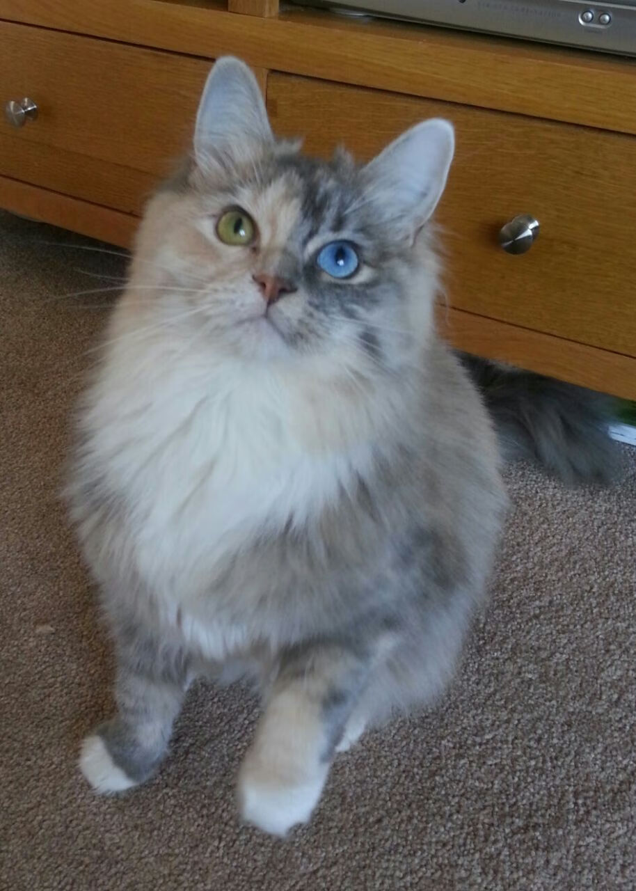 格列兹曼，法兰西利刃刺破紫百合