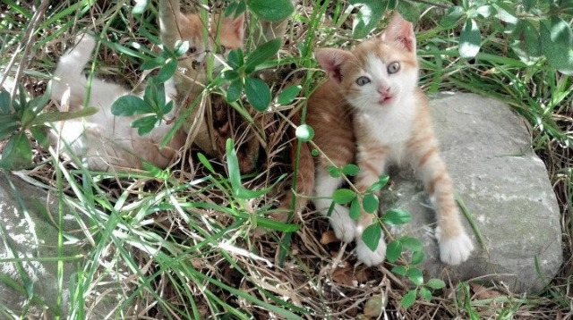 开云下载-76人铁壁封锁上海队，新星切特21分锁定胜局