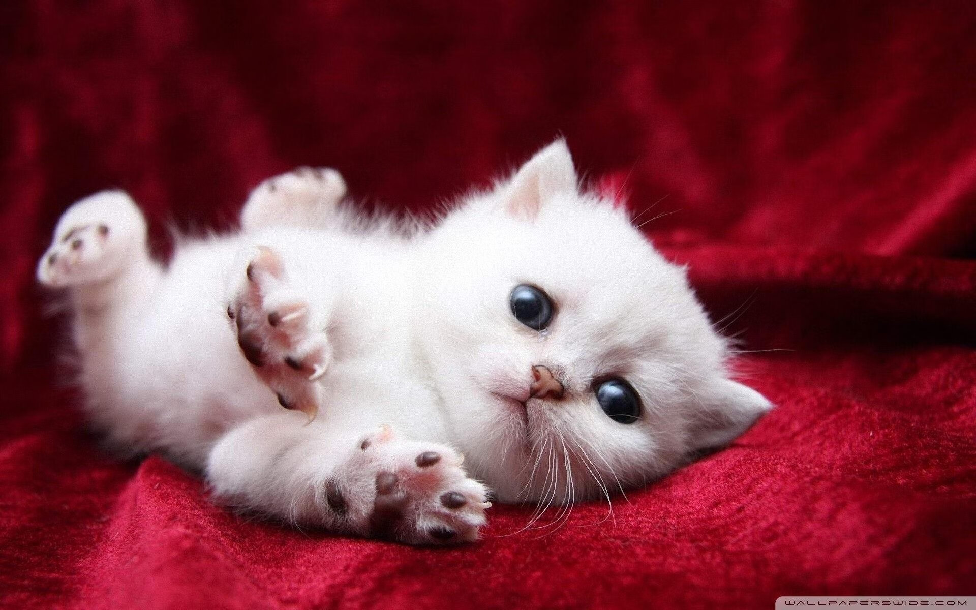 铁闸镇蓝月,当芬兰森林撞上曼城风暴,阿坎吉如何成为全场唯一答案?