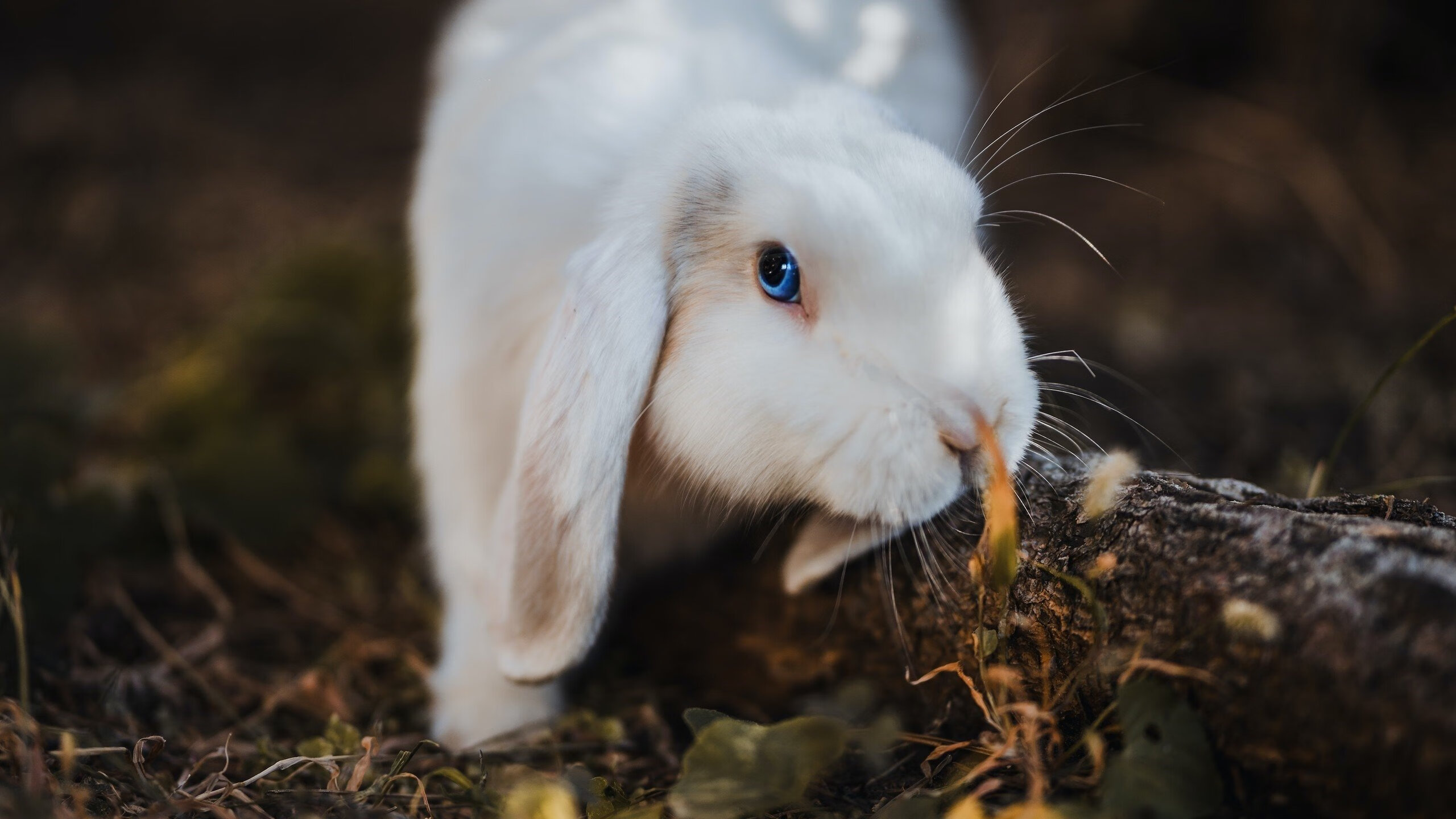 神话破灭之夜，罗德里爆发，莱比锡红牛粉碎勒沃库森的真正奇迹