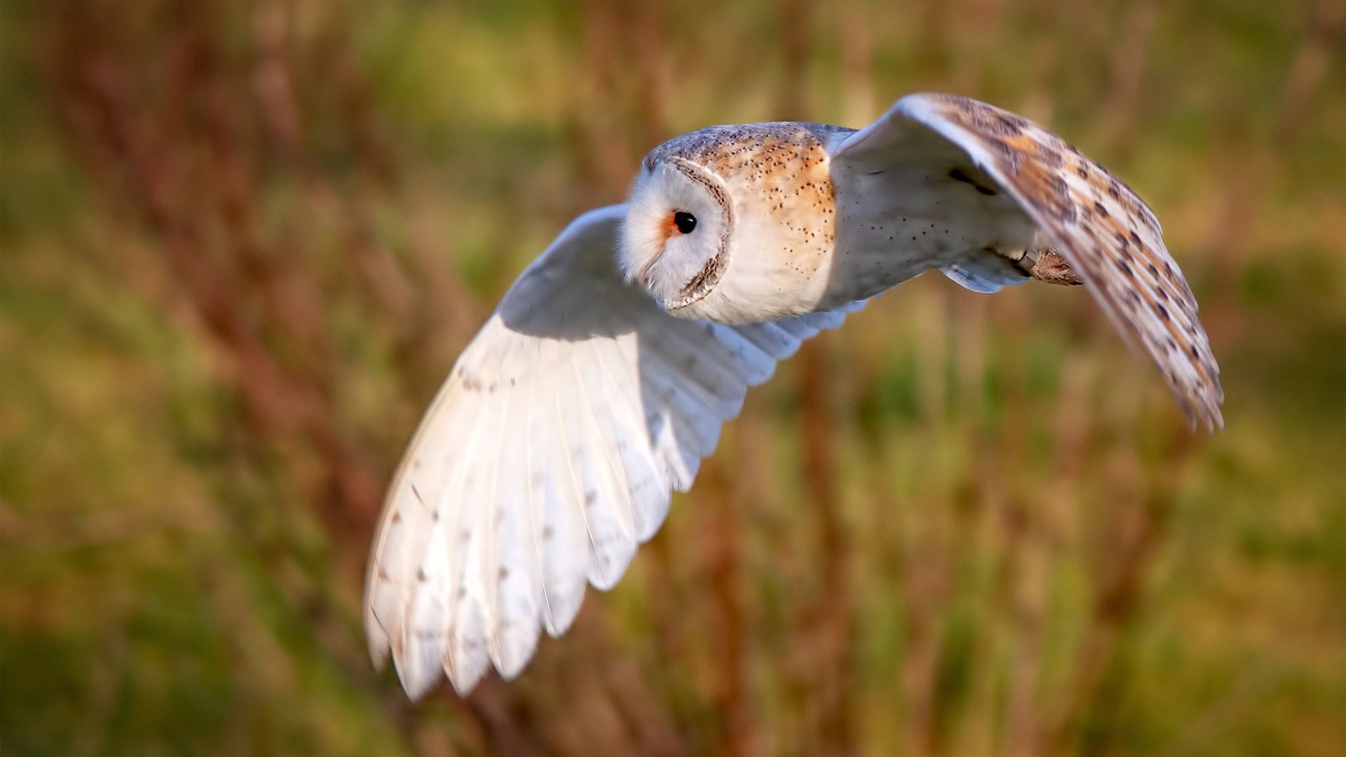 开云体育官网-伊萨克，撕裂赛场的隐形引擎，土耳其攻防转换的艺术之核