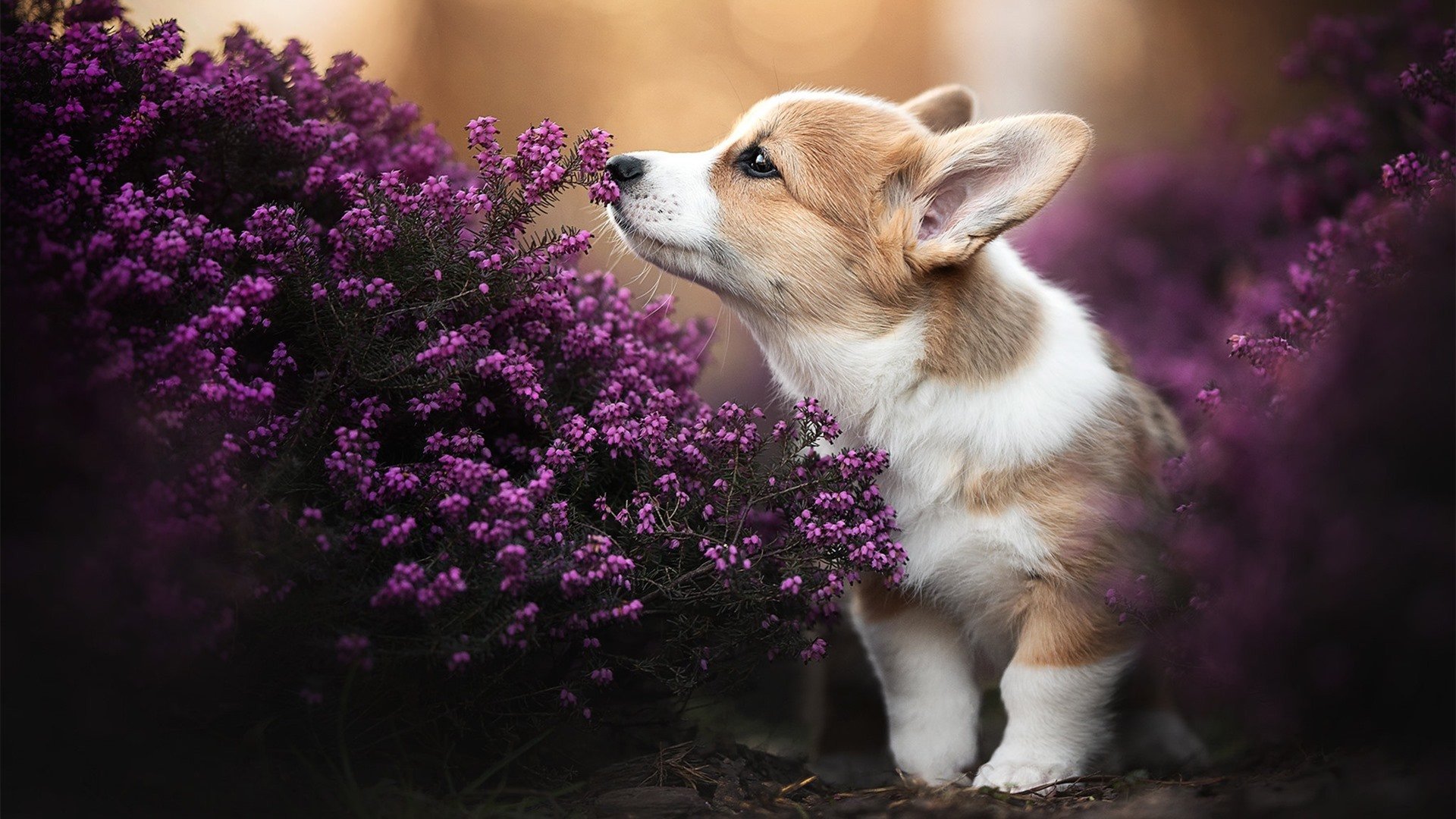 贝恩攻防两端统治全场，老鹰连续得分狂潮压制湖人