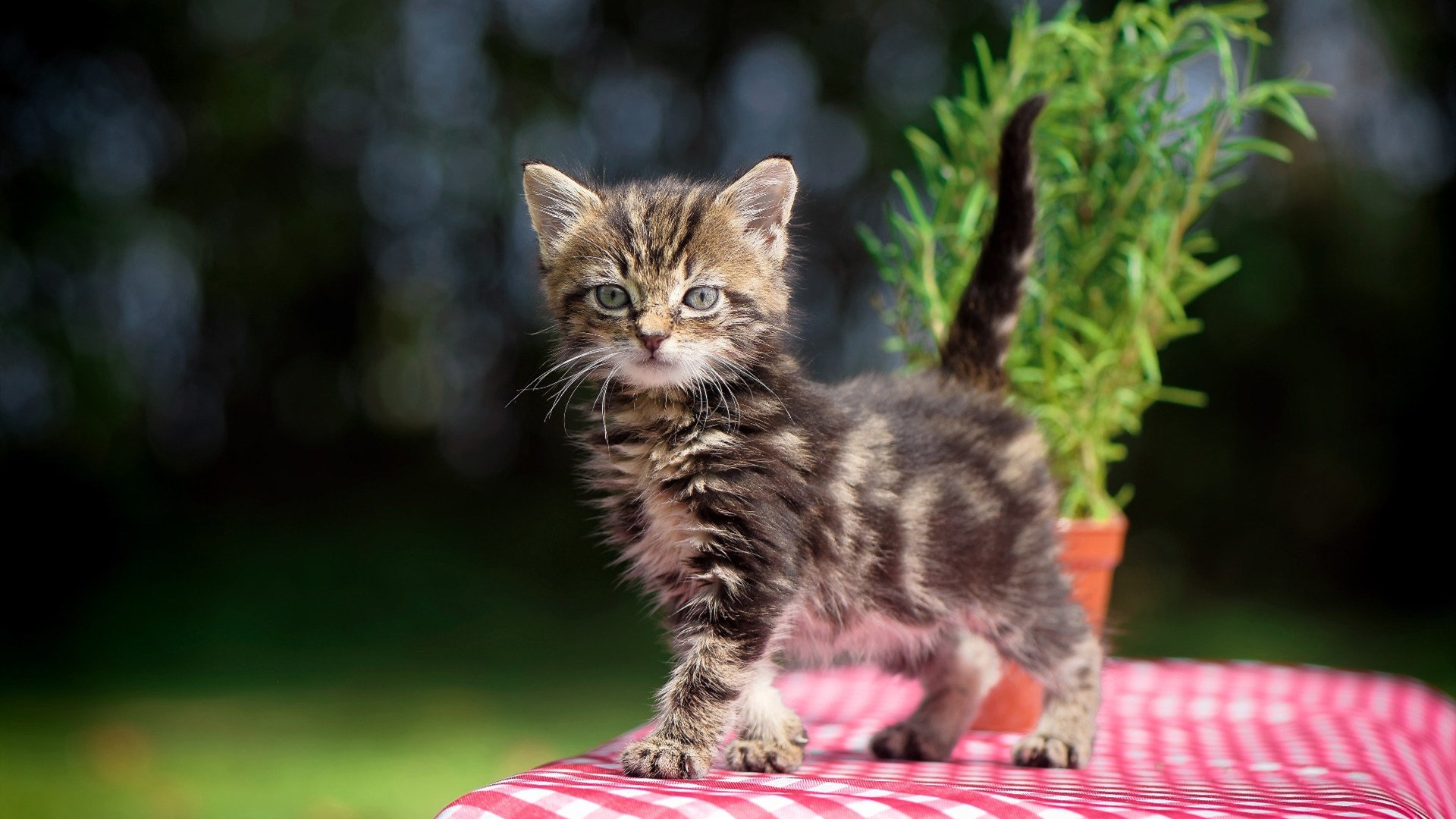 阿什拉夫一锤定音，切尔西决胜局气走罗马