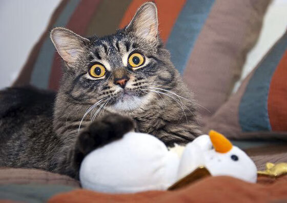 跨界巅峰，开拓者正面击溃灰熊，西亚卡姆F1街道赛上演速度与激情