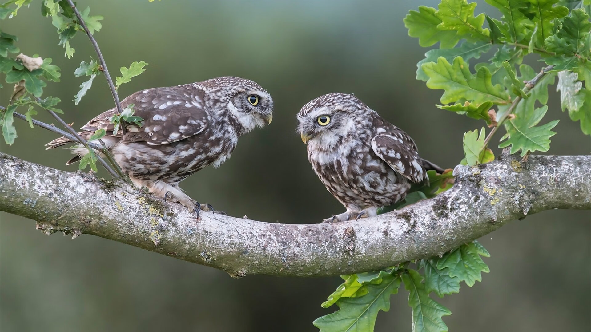 中场智造,中国节奏驯服突尼斯,京多安大师课诠释现代足球核心密码