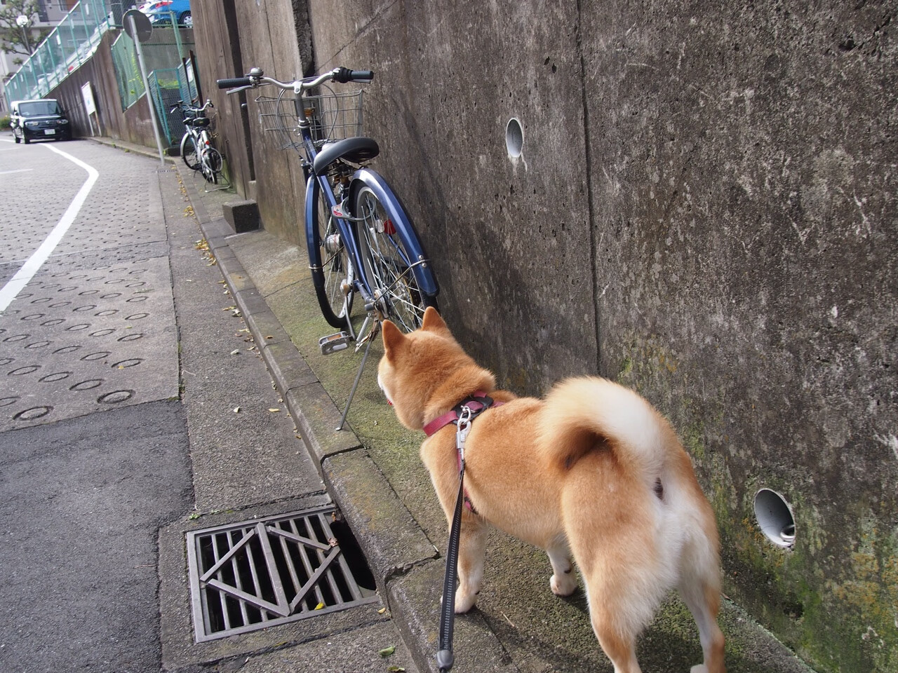 逆境怒吼！尼克斯生死战全面压制森林狼，昂首挺进总决赛