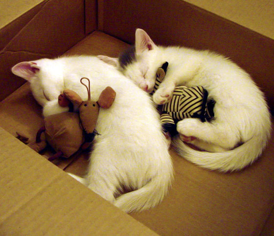 南美技艺击碎非洲雄心，深度解析秘鲁完胜马里之战