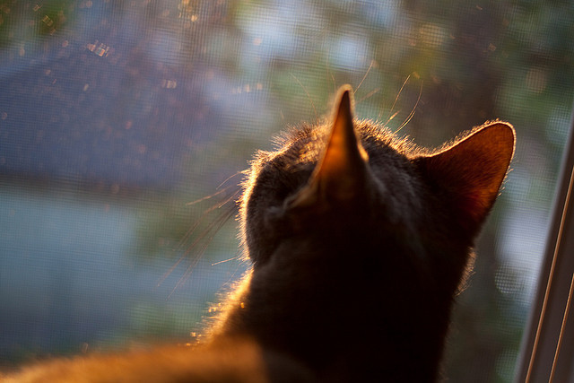 开云体育app-奥运周期与绿茵证明，哈兰德的焦点之战