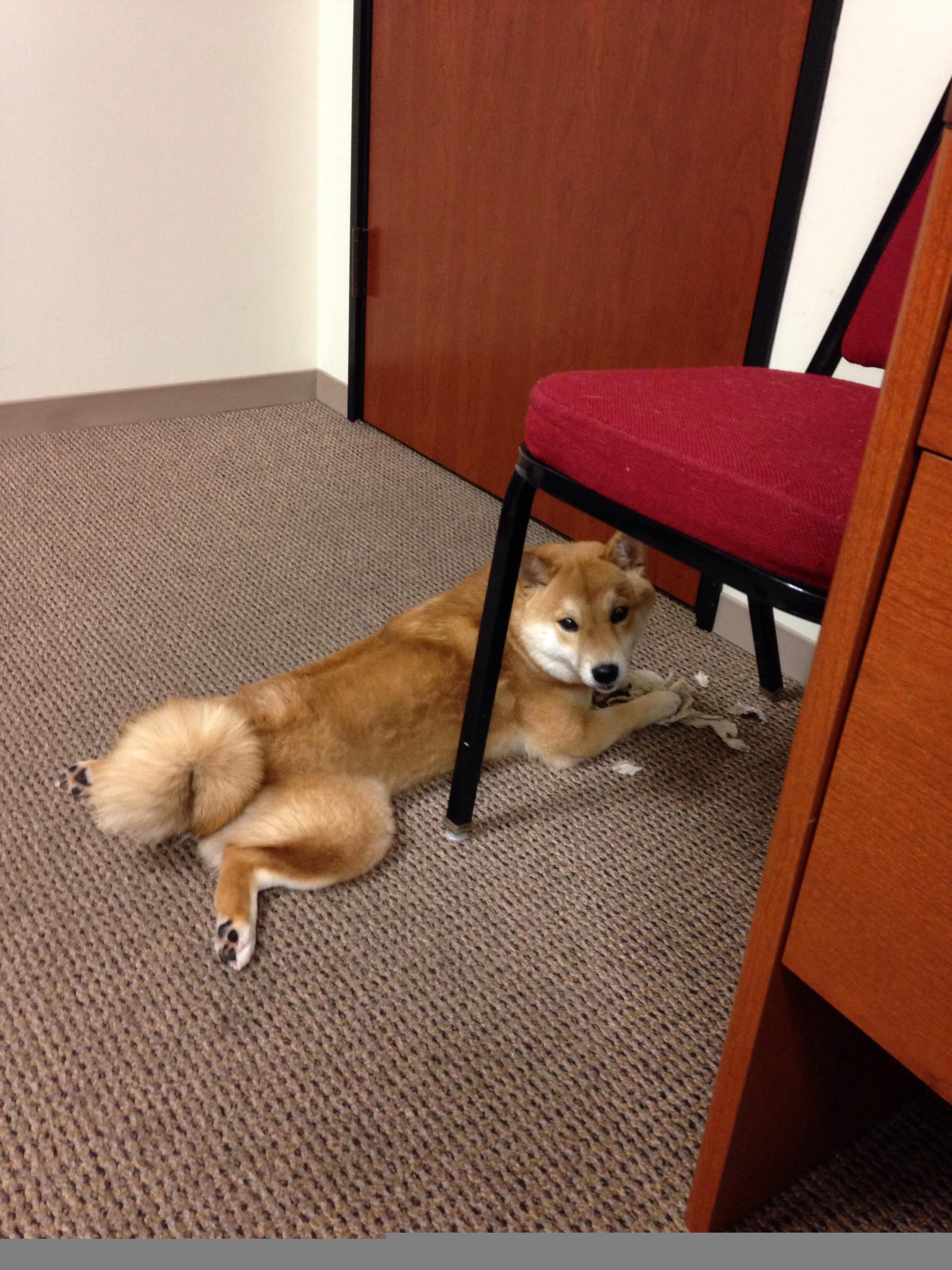 苏亚雷斯关键战不手软，巴黎圣日耳曼欧冠赛场收割曼联