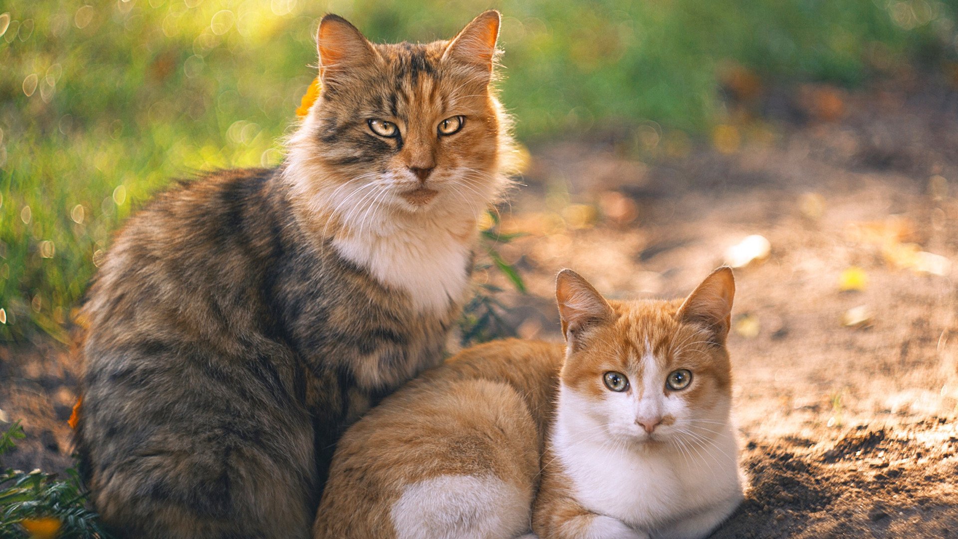 开云体育平台APP-乌拉圭对阵伊朗，新星赖斯闪耀全场，成为胜负关键焦点