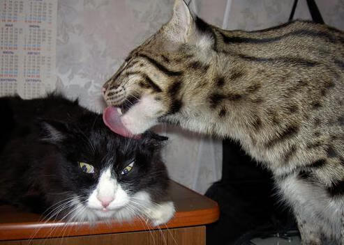 开云体育APP下载-灰熊提前终结悬念击败雄鹿，布伦森关键先生闪耀全场