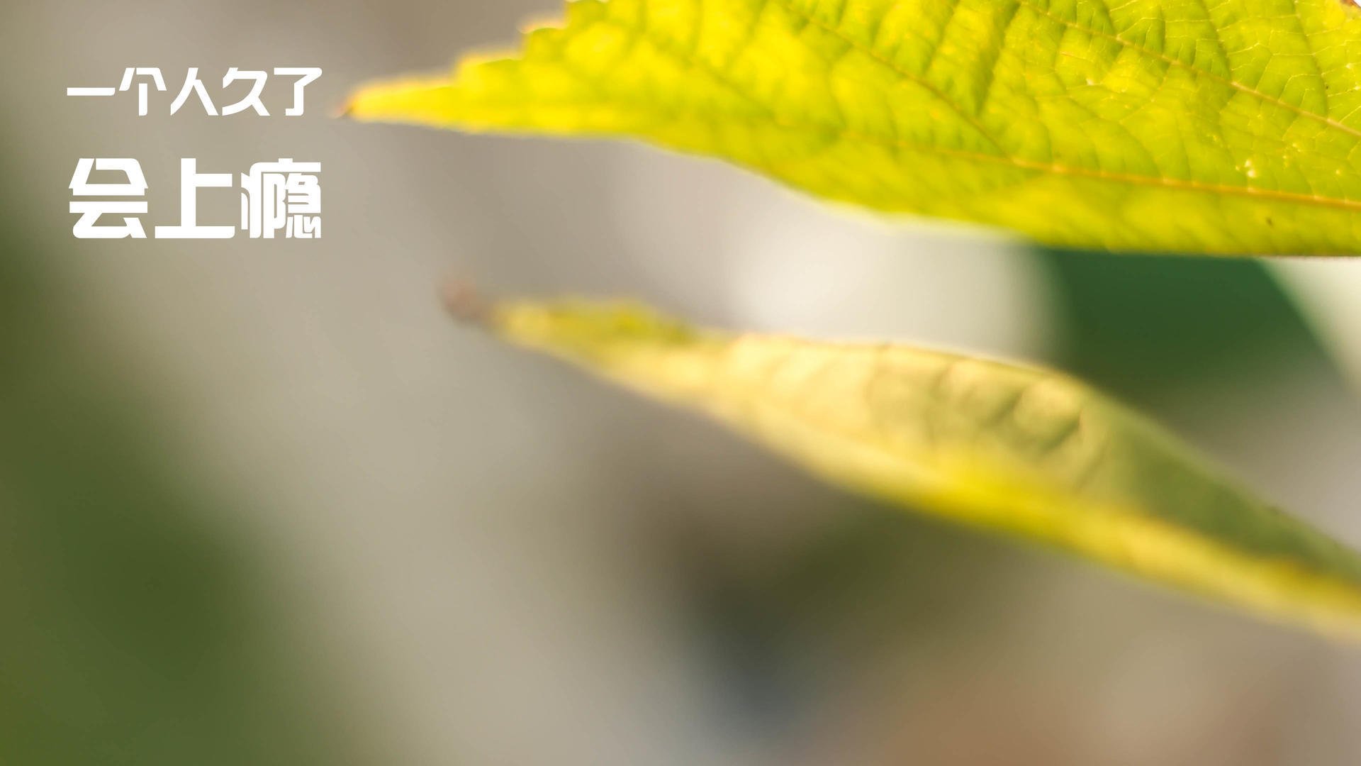 双线征服，从绿茵场到赛车道的意志之战